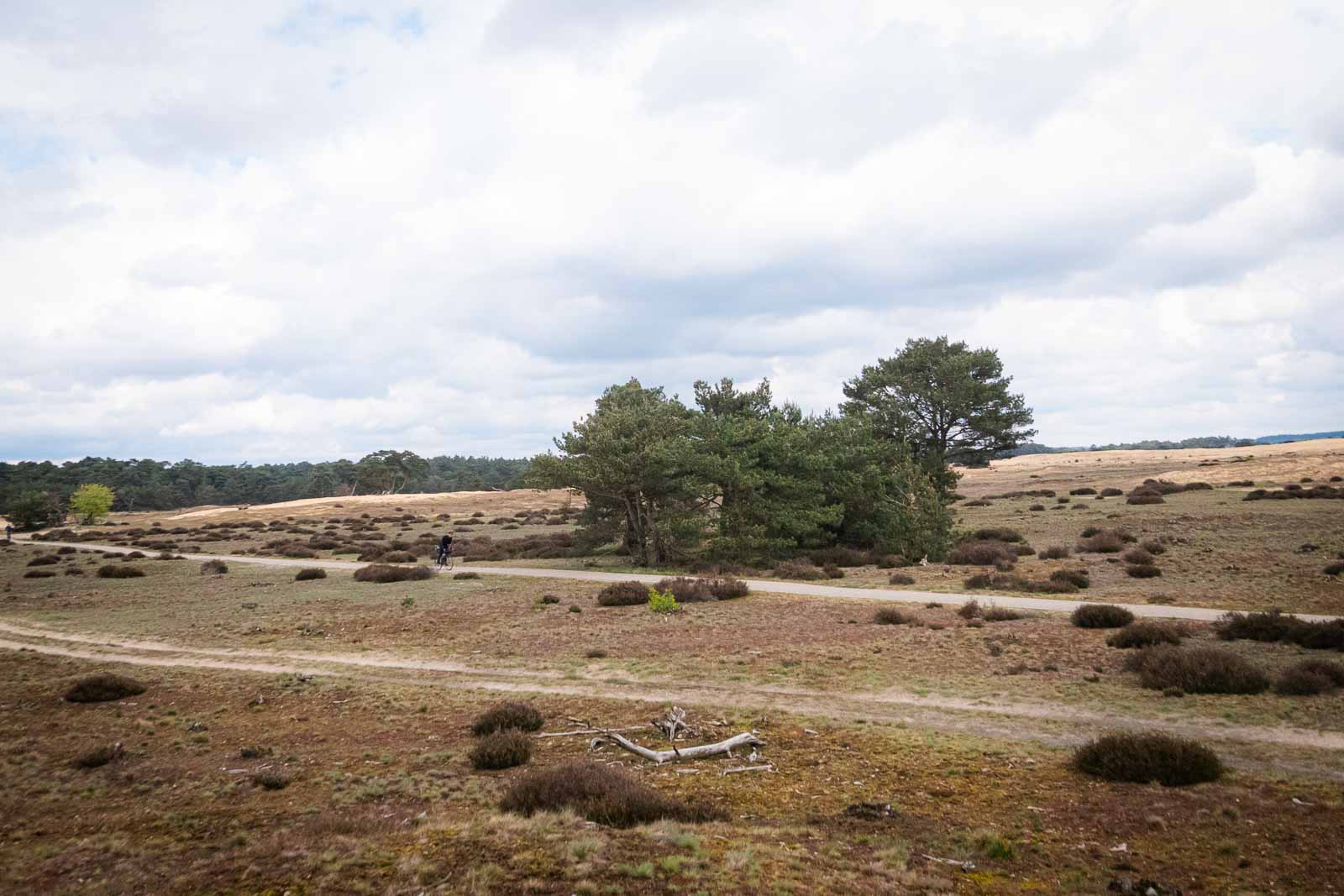 Cycliste traverse un paysage de bruyère. Un cycliste lors du Race around the Netherlands traverse un magnifique paysage de bruyère.