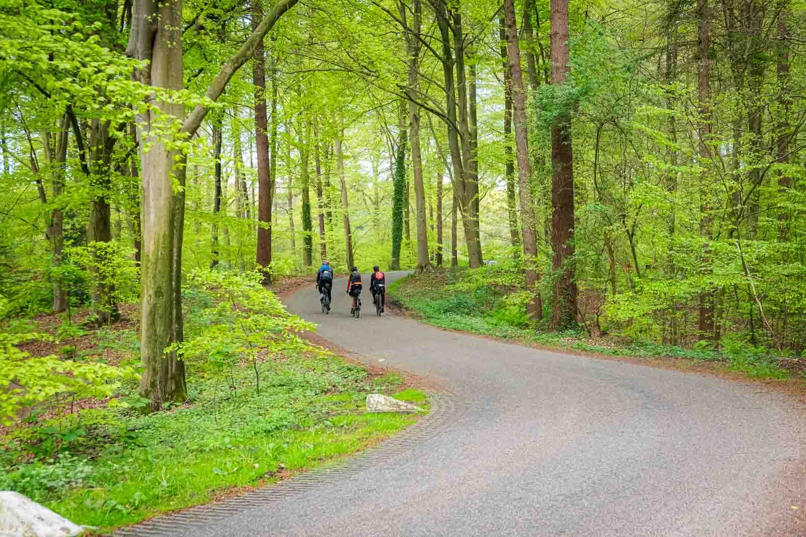 Drei Radfahrer auf einer Waldstraße Drei Radfahrer fahren auf einer Straße im Wald nebeneinander